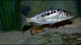 aquarium-von-der-schweizer-malawi-cane-brake-nur-noch-als-beispiel_Mylochromis gracilis (female)