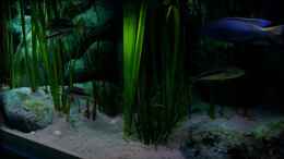 aquarium-von-der-schweizer-malawi-cane-brake-nur-noch-als-beispiel_Detailansicht Vegetation (28.07.2012)