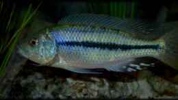 aquarium-von-der-schweizer-malawi-cane-brake-nur-noch-als-beispiel_Dimidiochromis kiwinge (male)
