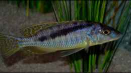 Aquarium einrichten mit Mylochromis gracilis (male)