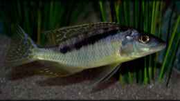 aquarium-von-der-schweizer-malawi-cane-brake-nur-noch-als-beispiel_Mylochromis gracilis (male)