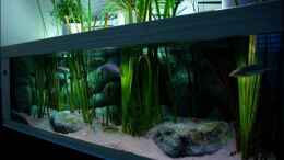 aquarium-von-der-schweizer-malawi-cane-brake-nur-noch-als-beispiel_Gesamtansicht (28.07.2012)