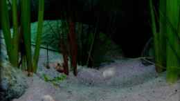 aquarium-von-der-schweizer-malawi-cane-brake-nur-noch-als-beispiel_Detailansicht Beckenmitte (28.07.2012)