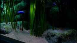 aquarium-von-der-schweizer-malawi-cane-brake-nur-noch-als-beispiel_Detailansicht Vegetation (28.07.2012)