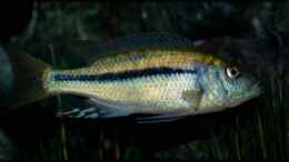aquarium-von-der-schweizer-malawi-cane-brake-nur-noch-als-beispiel_Dimidiochromis kiwinge (male)