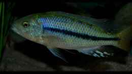 Foto mit Dimidiochromis kiwinge (male)
