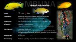 aquarium-von--markus--rio-malawi_Labidochromis caeruleus (Gelber Labidochromis  Yellow)