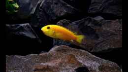 aquarium-von--markus--rio-malawi_Labidochromis caeruleus (Gelber Labidochromis  Yellow)