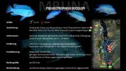 Aquarium einrichten mit Pseudotropheus socolofi (Eisblauer Maulbrüter)