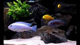 aquarium-von--markus--rio-malawi_Pseudotropheus socolofi (Eisblauer Maulbrüter)
