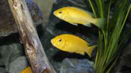 aquarium-von-sebastian-o--mbuna-becken-nur-noch-als-beispiel_Labidochromis caeruleus Weibchen