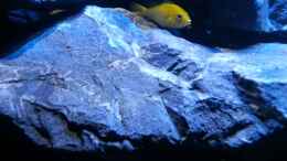 aquarium-von-sebastian-o--mbuna-becken-nur-noch-als-beispiel_Yellow in einer der vielen Spalten