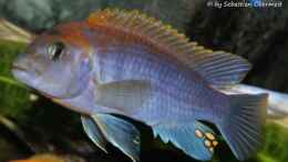 aquarium-von-sebastian-o--mbuna-becken-nur-noch-als-beispiel_Labidochromis sp. Hongi 