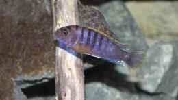 aquarium-von-sebastian-o--mbuna-becken-nur-noch-als-beispiel_Labidochromis sp. Hongi  ca. 6cm