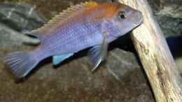 aquarium-von-sebastian-o--mbuna-becken-nur-noch-als-beispiel_Labidochromis sp. Hongi 