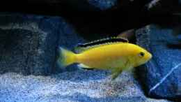 aquarium-von-sebastian-o--mbuna-becken-nur-noch-als-beispiel_Labidochromis caeruleus Weibchen