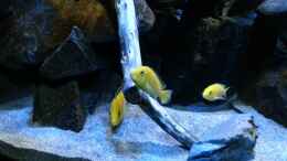 aquarium-von-sebastian-o--mbuna-becken-nur-noch-als-beispiel_die Yellows mögen den Buchenast sehr  (das große Männchen