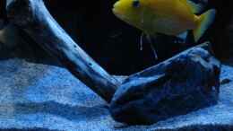 aquarium-von-sebastian-o--mbuna-becken-nur-noch-als-beispiel_Yellow Männchen ca. 13 cm