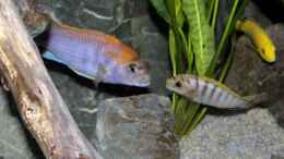 aquarium-von-sebastian-o--mbuna-becken-nur-noch-als-beispiel_Labidochromis sp. Hongi auch das kleine Männchen lässt sic