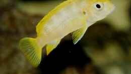 aquarium-von-sebastian-o--mbuna-becken-nur-noch-als-beispiel_Pseudotropheus Saulosi Weibchen
