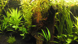 aquarium-von-brownson-juwel-rio-240-becken-existiert-nicht-mehr_Becken am 07.08.2010