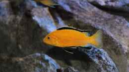 aquarium-von-marco-o--maleri-islands_Labidochromis caeruleus am 28.09.2014