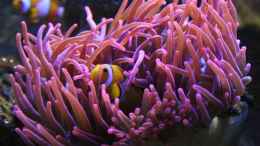 Aquarium einrichten mit Anemonenfisch in Blasenanemone