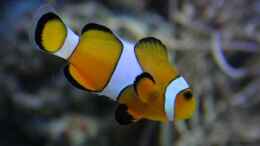 aquarium-von-aquarienfreude-becken-17284_Anemonenfisch
