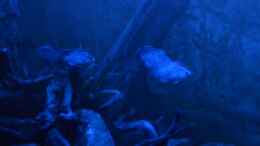 aquarium-von-gguardiann-big-buddies-of-south-america-nur-noch-beispiel_Nicht Straingers in the night, sondern Oskars in der Nach
