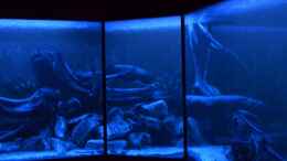 aquarium-von-gguardiann-big-buddies-of-south-america-nur-noch-beispiel_Blue Darkness - Bild entstand mit Langzeitbelichtung, ohne