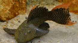 Aquarium einrichten mit Einer der beiden Demini-Leopardkaktuswelse,