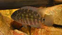 Aquarium einrichten mit Hoplarchus psittacus: Die Tiere sind mit ca. 10-12