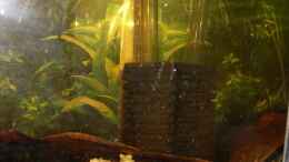 aquarium-von-lichterschein-becken-17299_Schutz für Garnelen