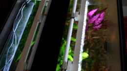 aquarium-von-sue-villa-kunterbunt_***Led-Leisten, 4 x 70cm, angeclipst an die Leuchtstoffröhr
