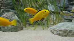 aquarium-von-maurice-malawi-malawi_Labidochromis Caeruleus yellow