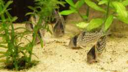 Foto mit Die Corydoras schwartzii auf Futtersuche