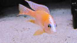Aquarium einrichten mit Aulonocara Firefish Bock