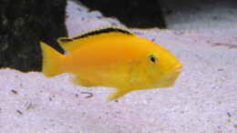 Foto mit Labidochromis caeruleus Yellow Weibchen m. vollem Maul