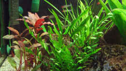 Aquarium einrichten mit cyperus helferi, Alternanthera reinecki Rot, Bolbitis