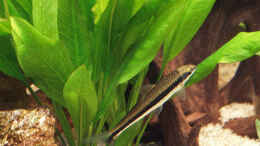 Foto mit Siamesische Rüsselbarbe, immer am Algen suchen! (14.10.08)