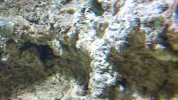aquarium-von-thomas-schuster-becken-17453_Wasseraustritt (Filterpumpe)