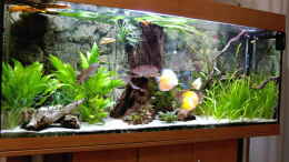 aquarium-von-don-jupp-world-of-dreams--besteht-nicht-mehr_Januar 2011