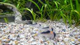 aquarium-von-borellii-b17468-felsecke_Corydoras adolfoi