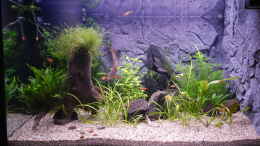 aquarium-von-borellii-b17468-felsecke_16.12.2012