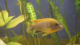 aquarium-von-thomas-schlechter-becken-17469_Labidochromis hongi red top