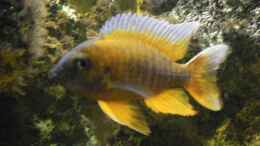 aquarium-von-thomas-schlechter-becken-17469_Aulonocara Jacobfreibergi Eureka Red (Männchen)