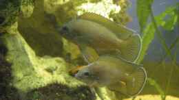 Aquarium einrichten mit Variabilichromis moorii