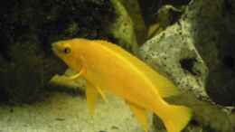 aquarium-von-thomas-schlechter-becken-17469_Neolamprologus leleupi