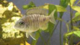 aquarium-von-thomas-schlechter-becken-17469_Aulonocara baenschi benga (Weibchen)