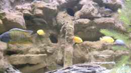 aquarium-von-harry-penner-the-beauty-of-malawi_